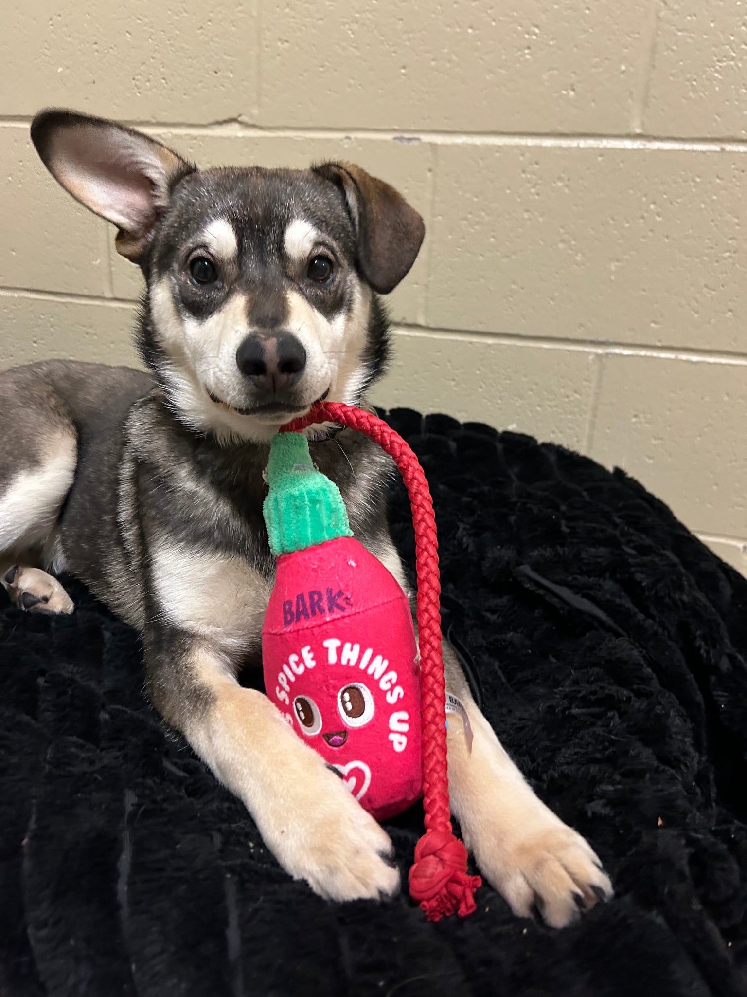 Treats Toys BC SPCA