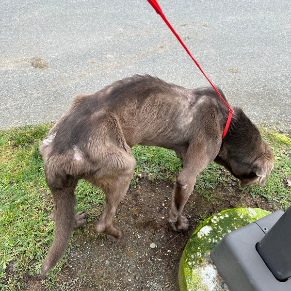 First response to cruelty complaint