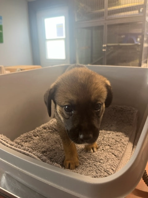 Specialized Care - Puppies – BC SPCA