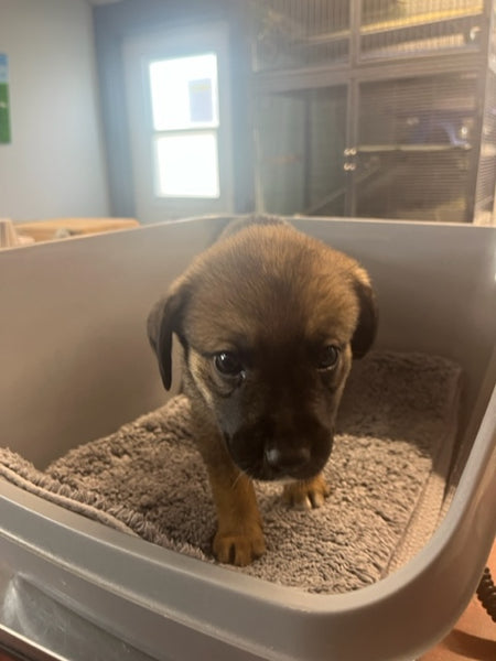 Specialized Care - Puppies