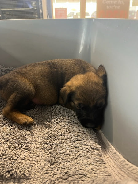 Specialized Care - Puppies