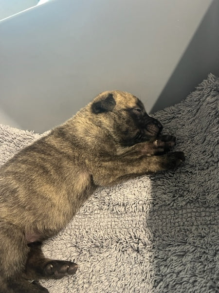 Specialized Care - Puppies