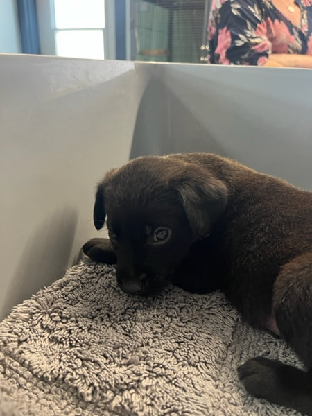 Specialized Care - Puppies