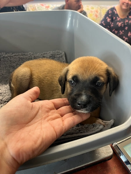 Specialized Care - Puppies
