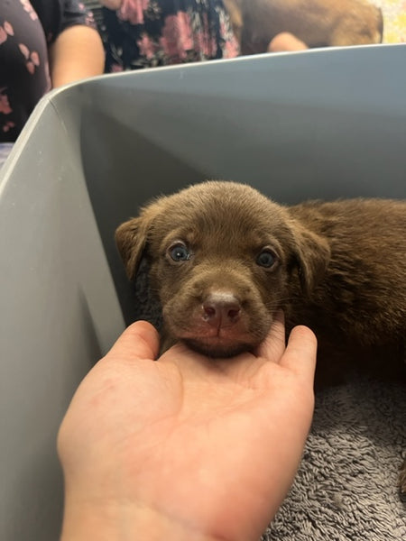 Specialized Care - Puppies