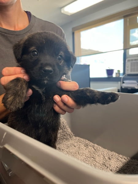 Specialized Care - Puppies