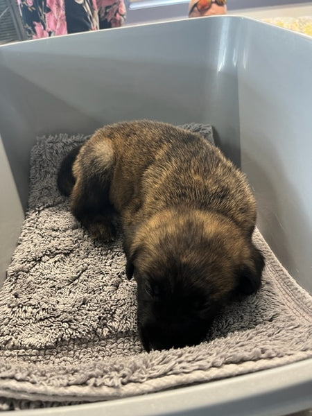 Specialized Care - Puppies