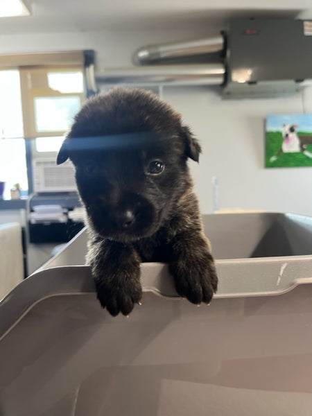 Specialized Care - Puppies