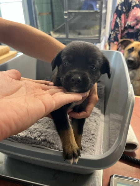 Specialized Care - Puppies