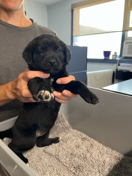 Specialized Care - Puppies