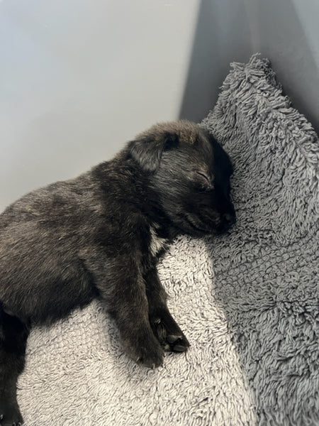 Specialized Care - Puppies