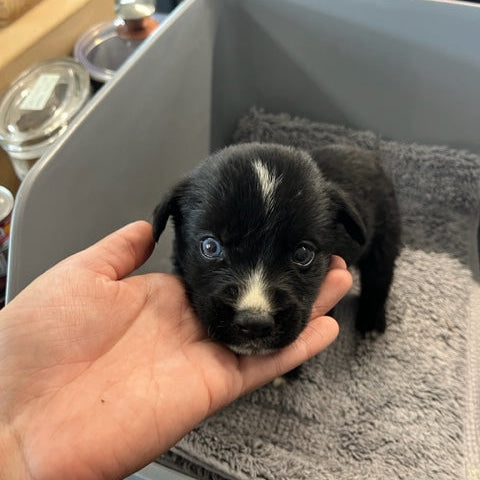 Specialized Care - Puppies