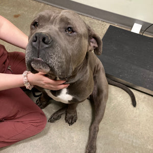 Dog Health Check