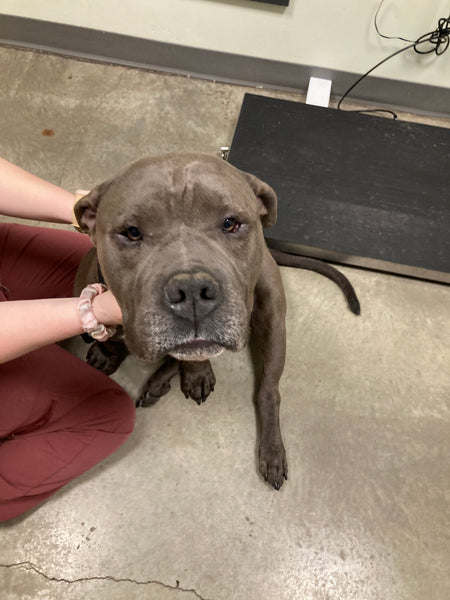 Dog Health Check