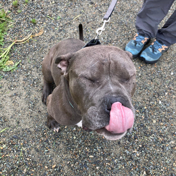 Dog Health Check