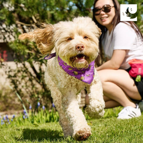 Zephyr Cooling Bandana