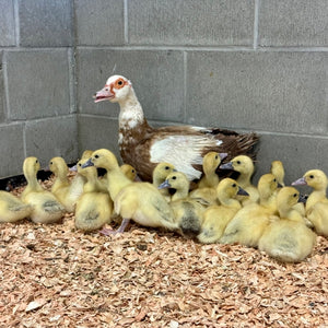 One day of farm animal care