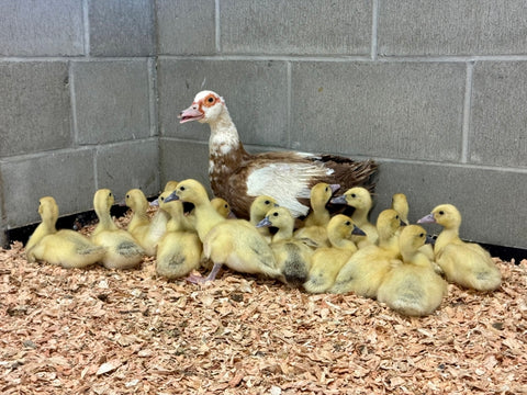One day of farm animal care