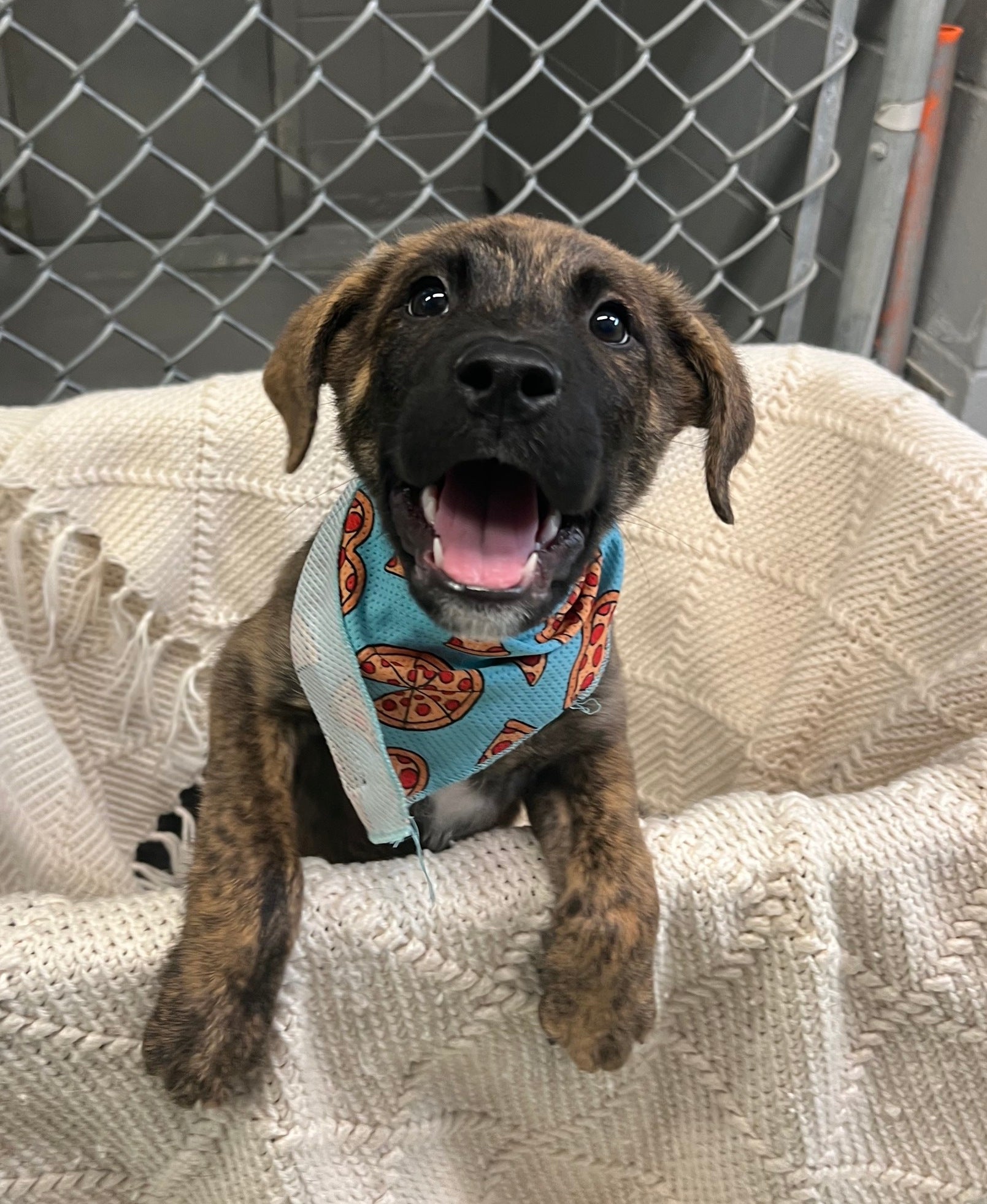 For Sale Mastiff Dog Rescue Near Me English Mastiff Rescue English