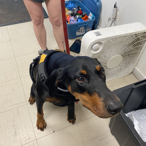 Outreach Support & Pet Food Banks