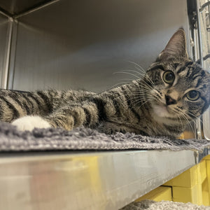 A day of care for an animal in Nanaimo