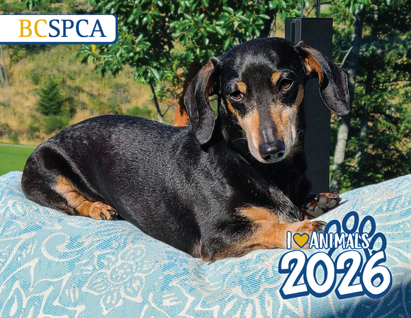 BC SPCA Calendar