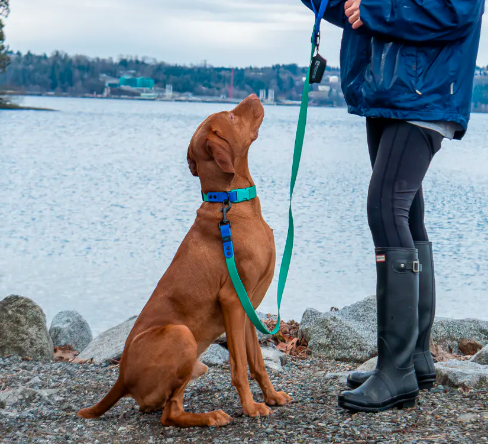 Waterproof Leash