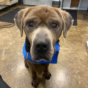 First response to cruelty complaint