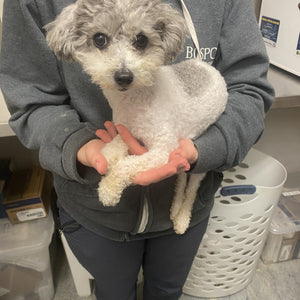 A day of care for an animal in Burnaby