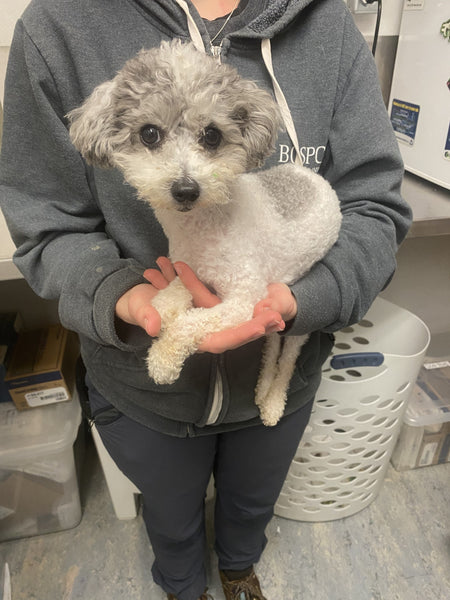 A day of care for an animal in Burnaby