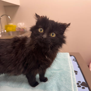 Cat - 1 Day of Shelter & Love