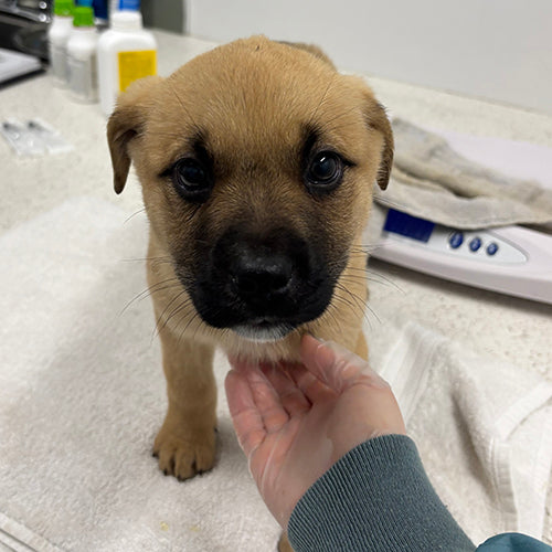 The Gift of a Pawrent's Love