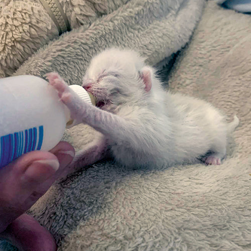 The Gift of a Pawrent's Love