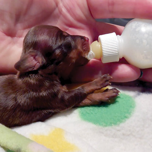 Collections – BC SPCA