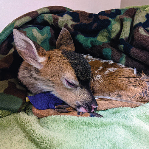 The Gift of Rescue and Recovery