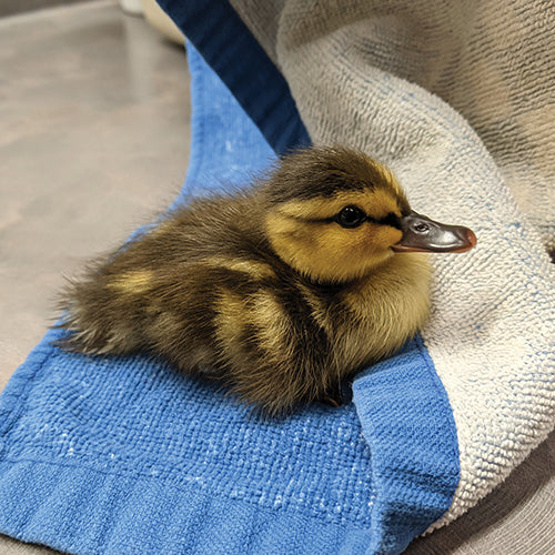 The Gift of Rescue and Recovery