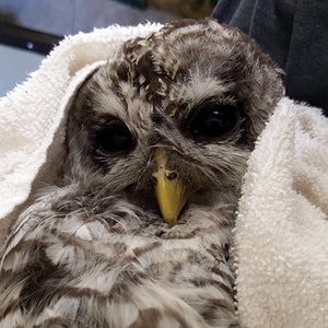 The Gift of Rescue and Recovery