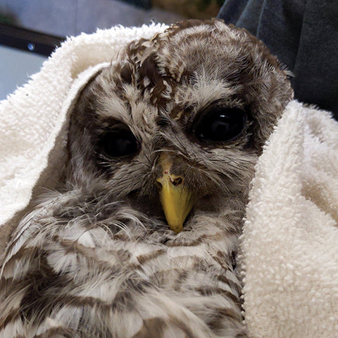 The Gift of Rescue and Recovery