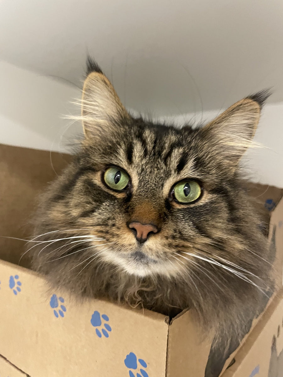 BC SPCA Cat - 1 Day of Shelter & Love