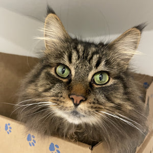 Cat - 1 Day of Shelter & Love