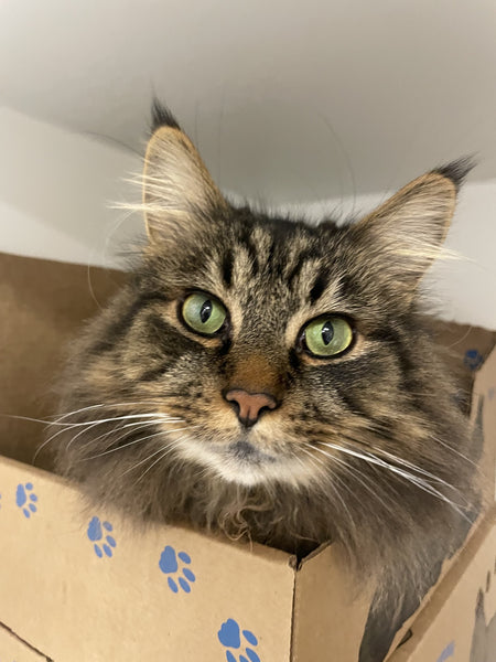 Cat - 1 Day of Shelter & Love