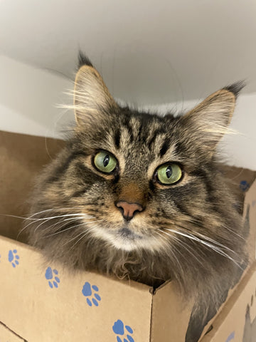 Cat - 1 Day of Shelter & Love