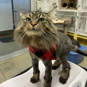 Cat - 1 Day of Shelter & Love
