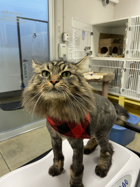Cat - 1 Day of Shelter & Love