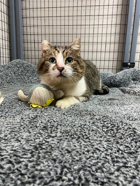 A day of care for an animal in Alberni-Clayoquot