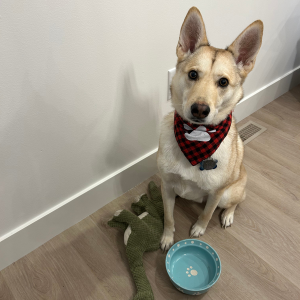 Community Support & Pet Food Banks