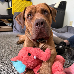 Dog - 1 Day of Shelter & Love
