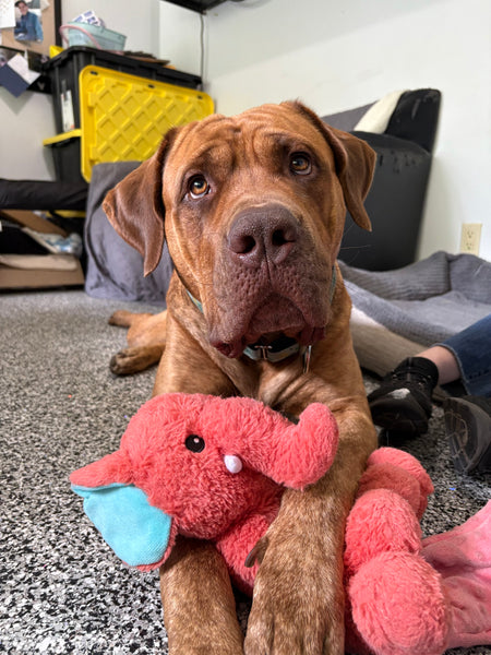 Dog - 1 Day of Shelter & Love