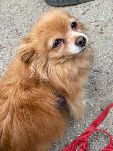 Dog - 1 Day of Shelter & Love