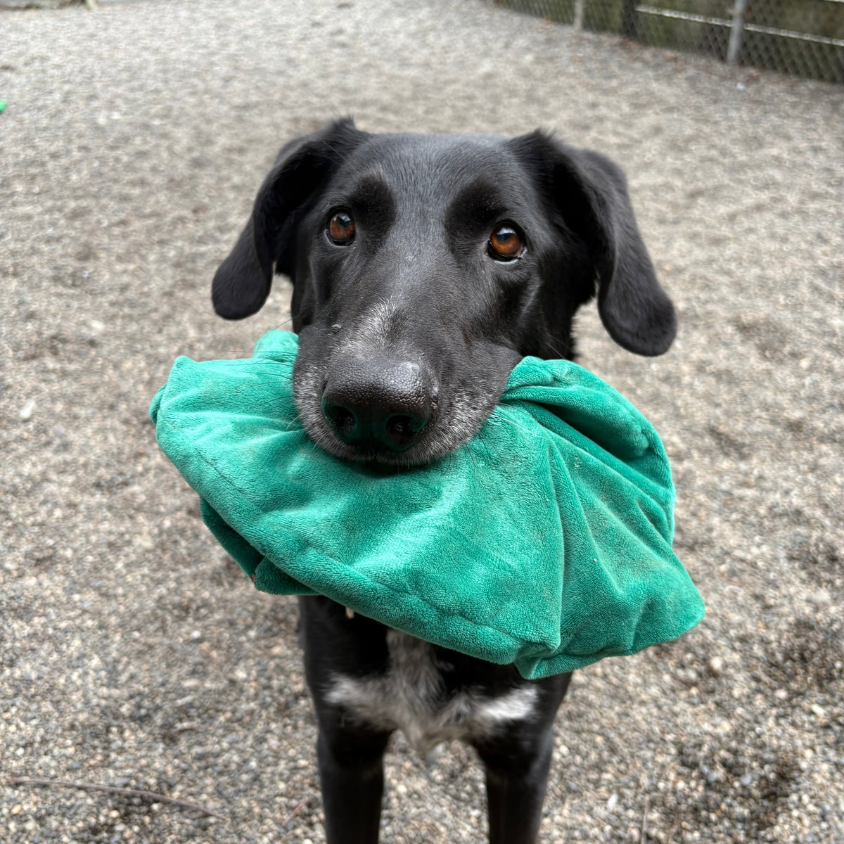 BC SPCA Treats & Toys (Gift Catalogue)